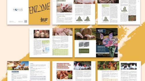 好的畫冊設計究竟是什么？｜從構(gòu)思到成品的深度解密